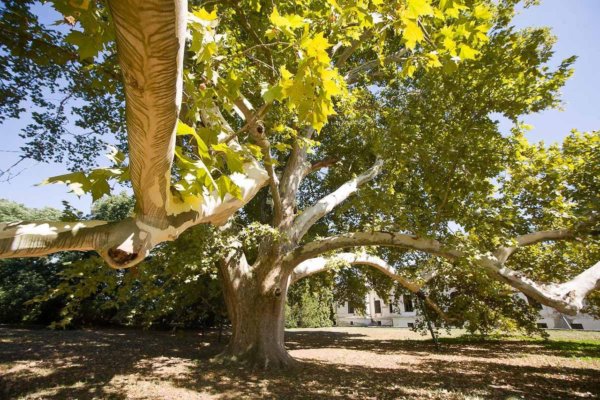 18256_az_ev_faja_2012_cegenydanyad